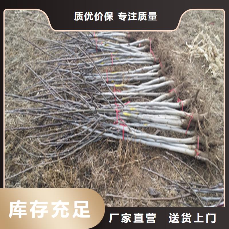 碧根果树苗品种齐全附近供应商