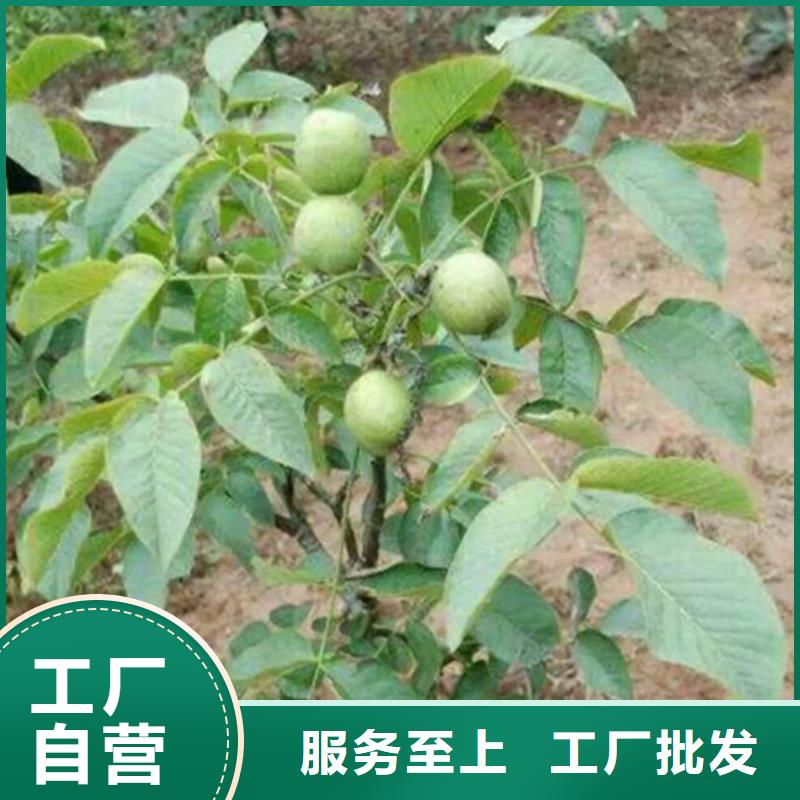 嫁接核桃苗批发严选用料