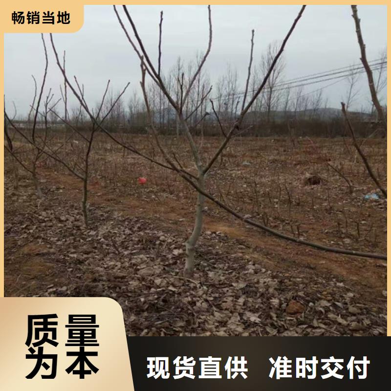 【核桃苗梨树苗产地货源】对质量负责