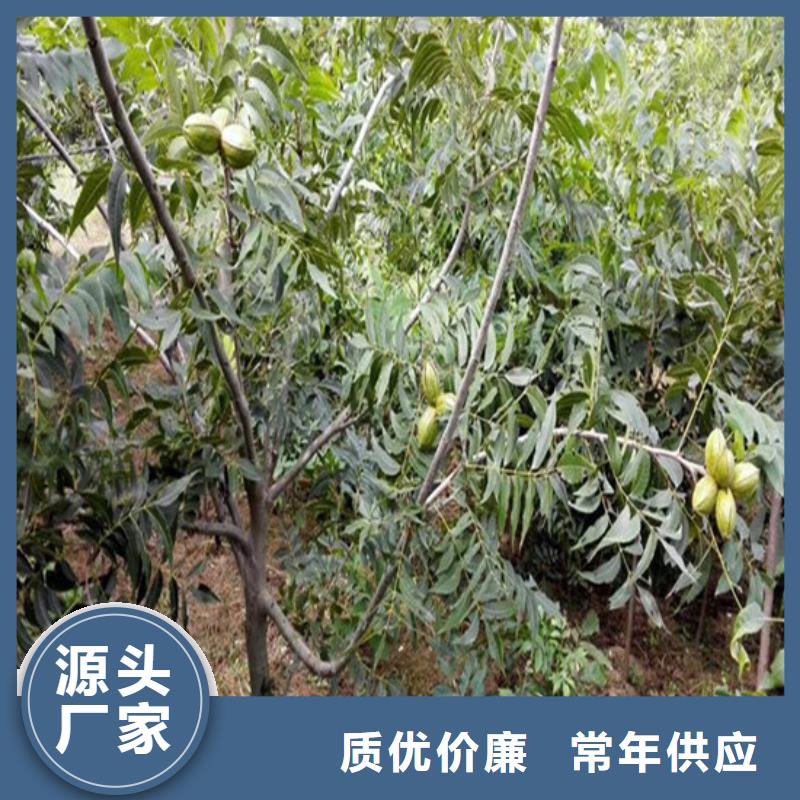 【核桃苗-黄金苹果树苗质量层层把关】同城货源