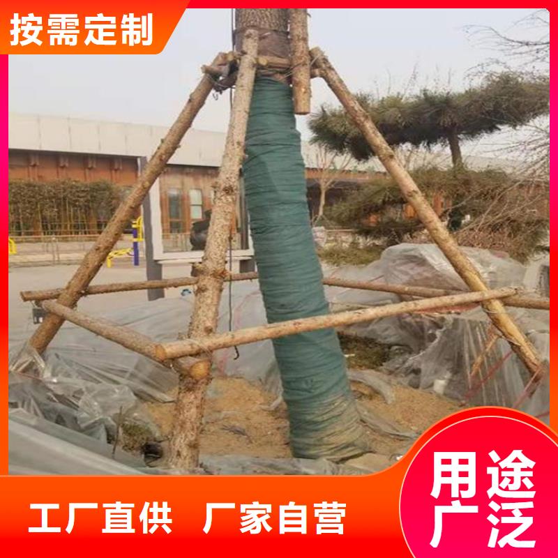 裹树布【钢塑土工格栅】支持加工定制拒绝差价