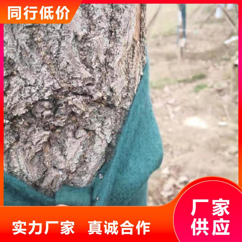 裹树布防渗膜用的放心售后服务完善